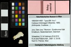 Foto (Objekt + Etiketten) von Coelopus hoheneggeri (Moericke, 1889) 